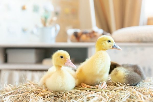 Comment intégrer des vêtements en velours dans un look estival?